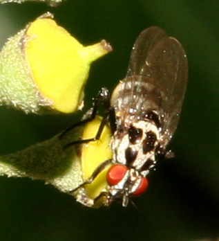 Anthomyia pluvialis